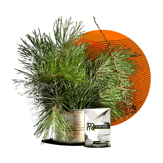 Табак Peter Ralf - Midnight Forest (Полуночный Лес, 50 грамм) купить в Ижевске