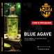 Табак Jent - Blue Agave (Текила Бум, 200 грамм) купить в Ижевске